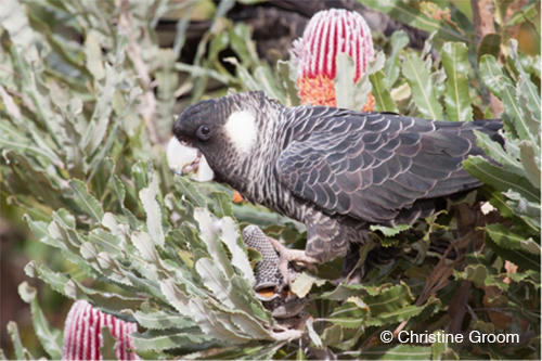 Banksia Black Cockatoo news photo