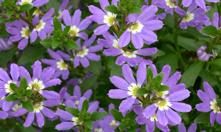 scaevola flowers