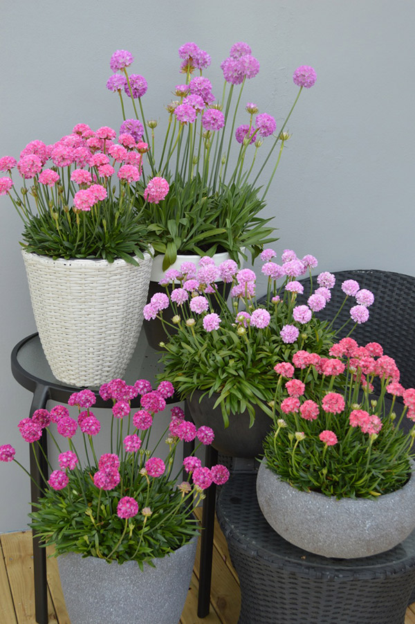 Armeria Dreameria collection photo