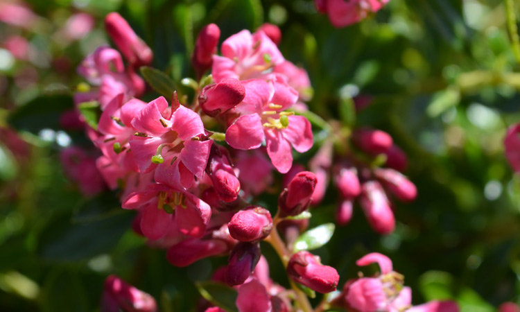 Domus Nursery - West Australian Plant Wholesaler