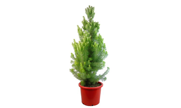 Adenanthos sericeus christmas tree