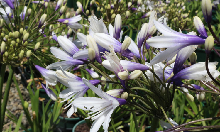 Agapanthus Fireworks