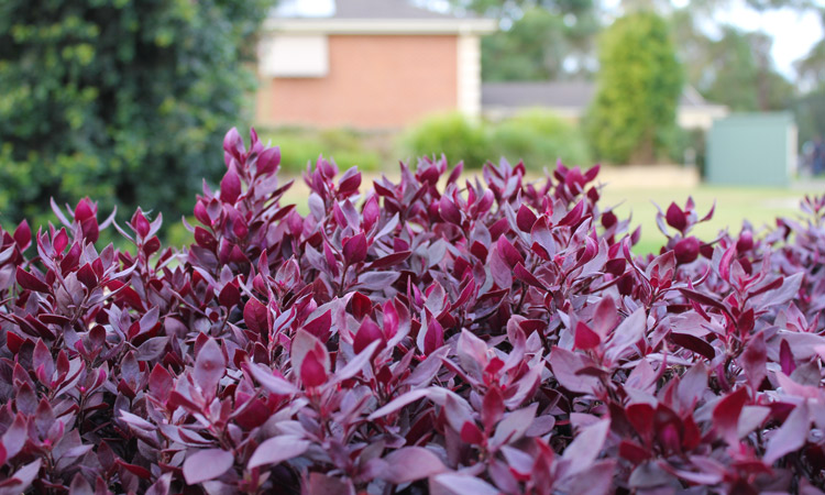 Alternanthera 'Little Ruby' christmas gift