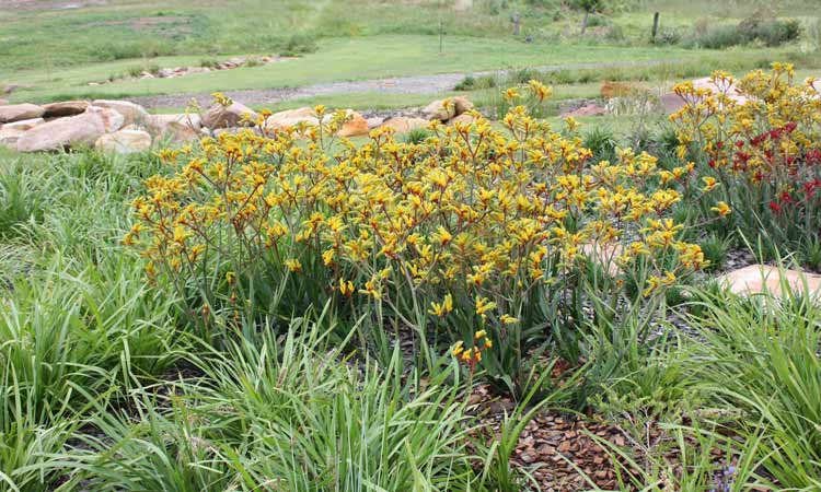 Anigozanthos'