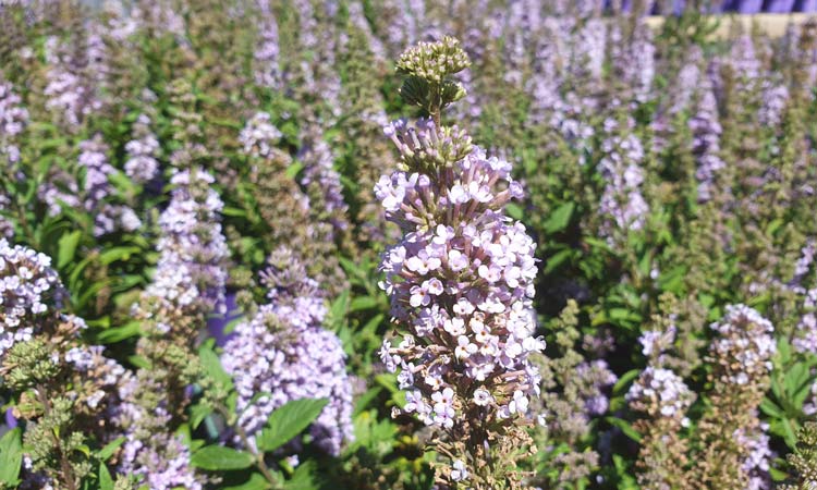 Buddleja 'High Five Purple' News photo