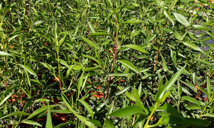 Myoporum montanum Tucker Bush News photo