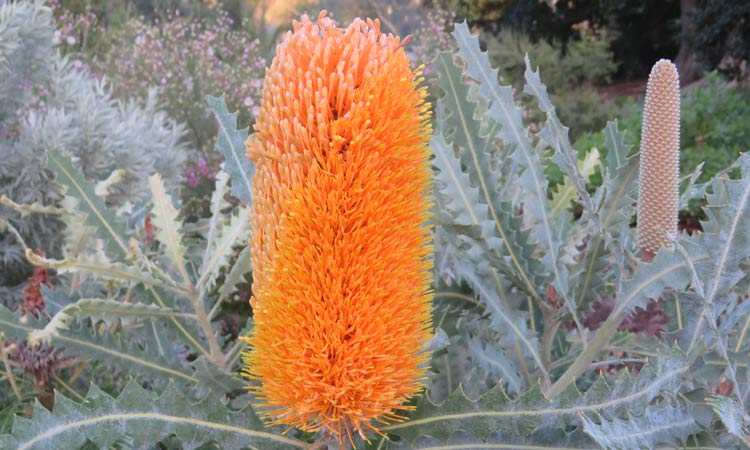 Banksia ashbyi Dwarf