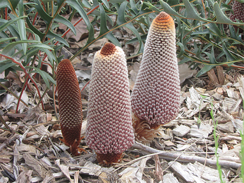 Banksia news photo