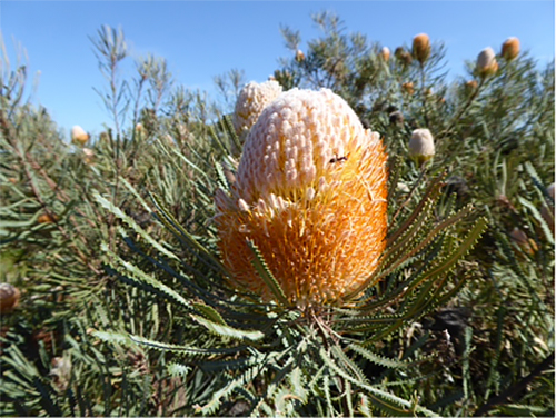 Banksia news photo