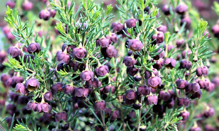 Boronia megastigma Heavenscent