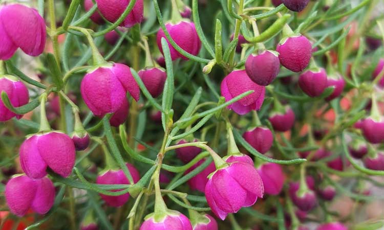 Boronia megastigma Heavenscent