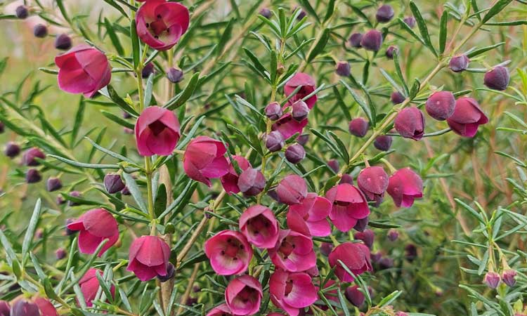 Boronia Purple Jared