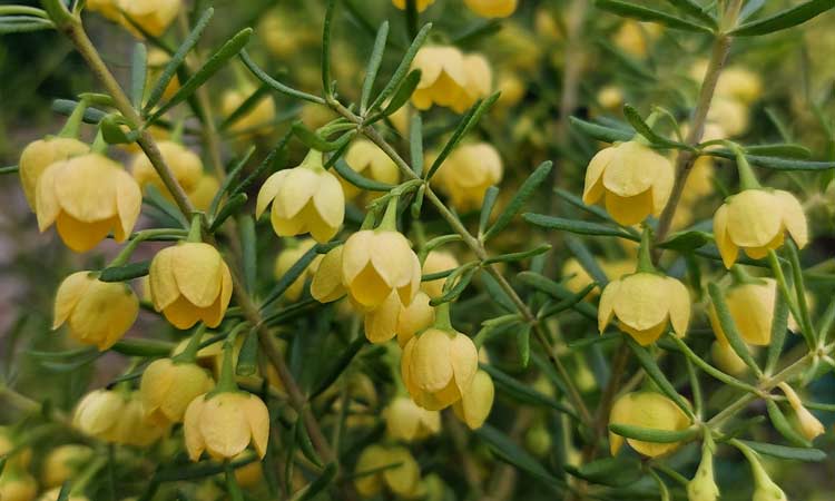 Boronia megastigma lutea