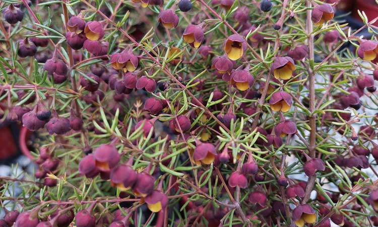 Boronia megastigma