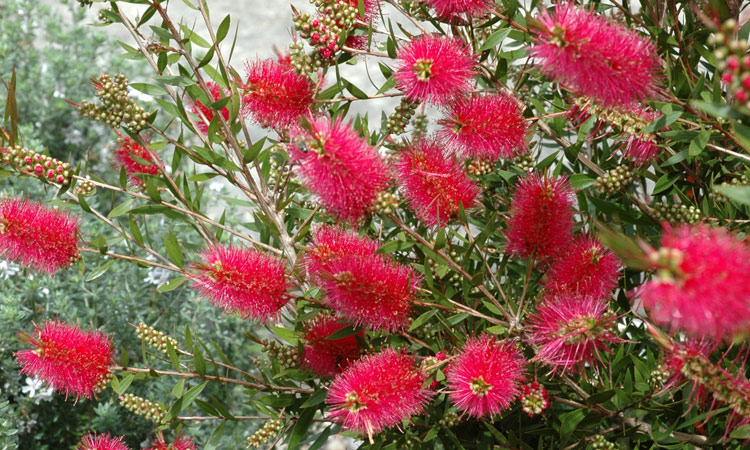 Callistemon 'All Aglow'