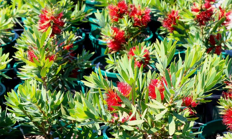 Callistemon 'Little John'