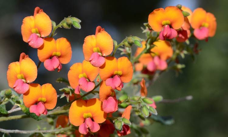 Chorizema varium Fire Sticks