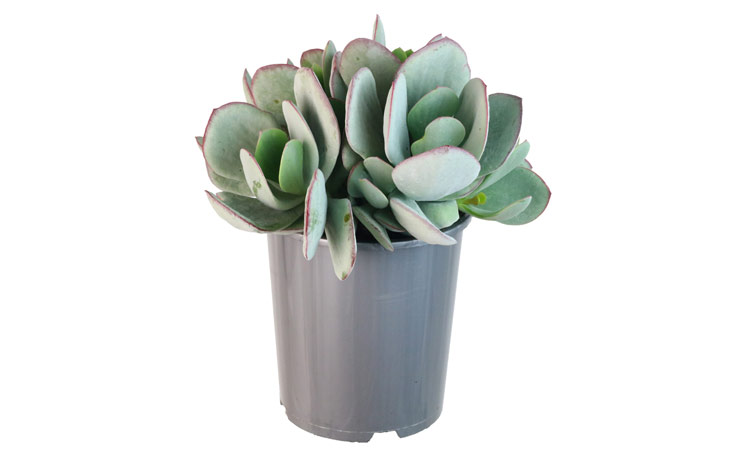 Cotyledon orbiculata 'Dans Delight'