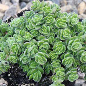 Crassula David summer news thumbnail