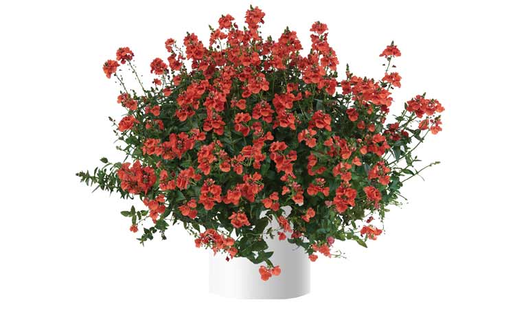 Diascia'