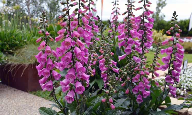 Digitalis Pink Panther