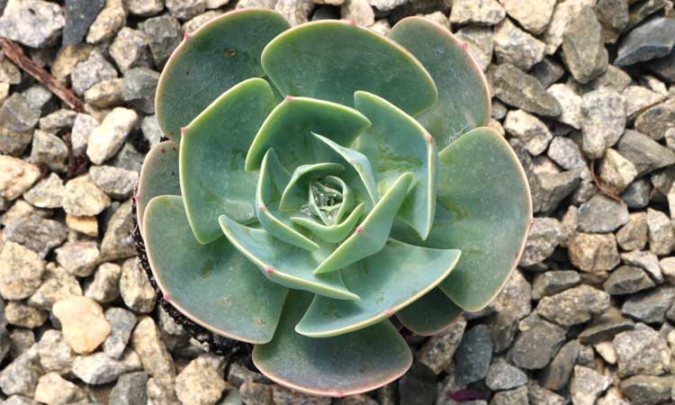 Echeveria 'Imbricata'