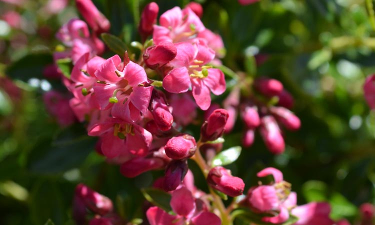 Escallonia 'Hedge With an Edge Dark Pink'