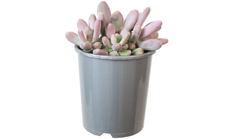 Graptopetalum 'Lavender Pebbles'