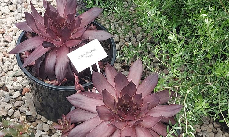 Sempervivum 'Onyx'