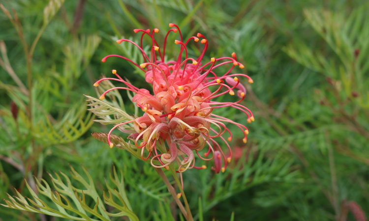 Grevillea Coconut Ice