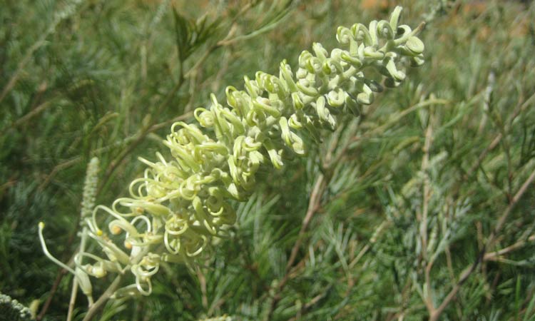 Grevillea Moonlight