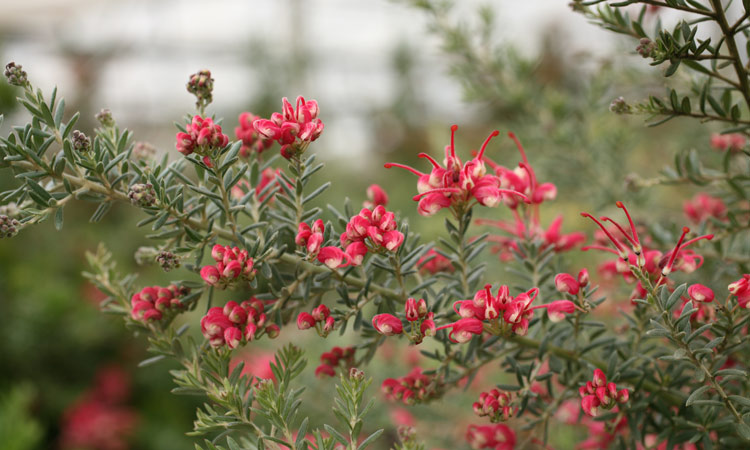 Grevillea 'Strawberry Smoothie'