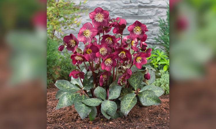 Hellebore Annas Red