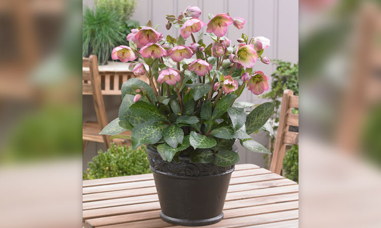 Hellebore Hannahs blush