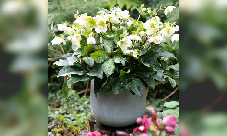 Hellebore Mollys white