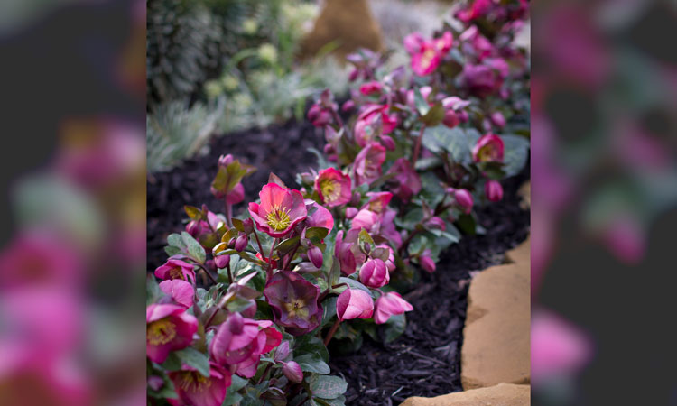 Hellebore Tutu