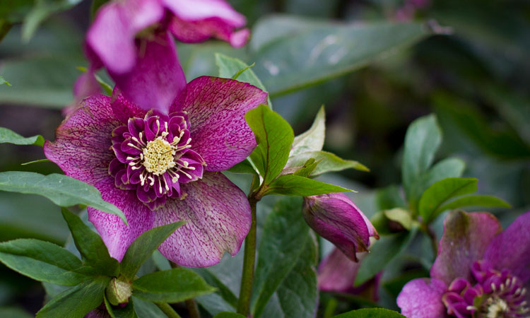 Hellebore Tutu