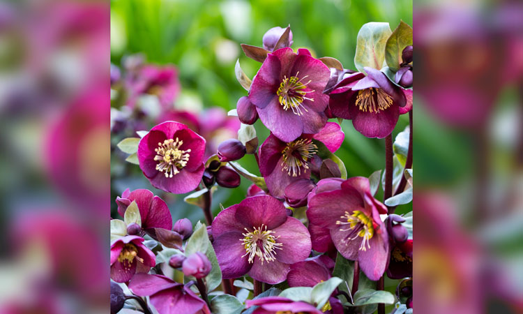 Hellebore vibey velvet