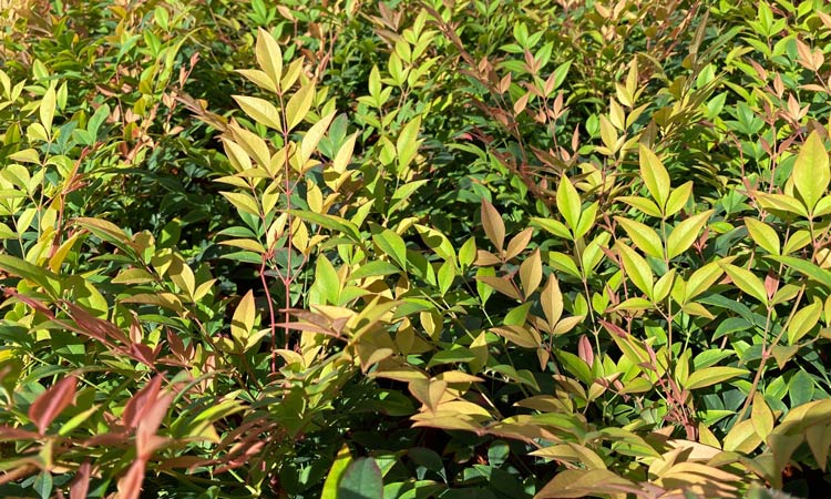 Nandina Sunset Boulevard