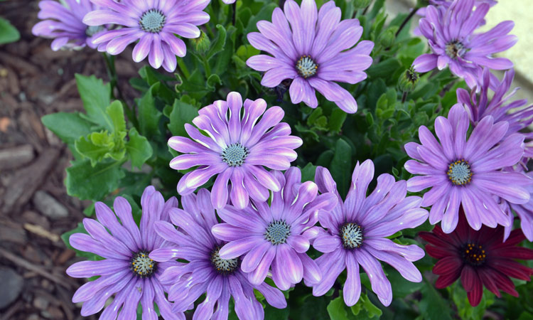 Osteospermum 'Lavender Fizz'