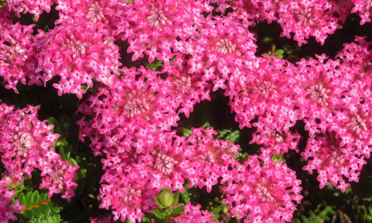Alternanthera Little Ruby