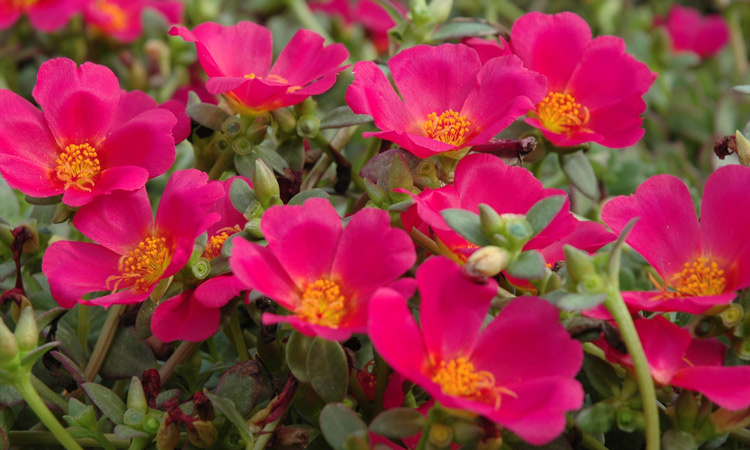 portulaca flowers