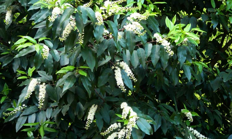 Prunus lusitanica