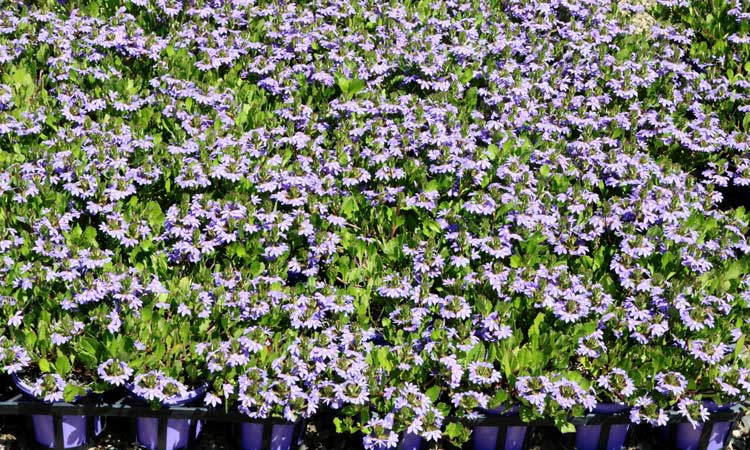 Scaevola Purple Fanfare