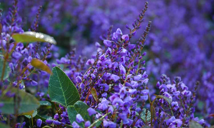 Hardenbergia Sea of Purple