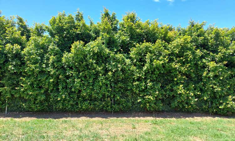 Syzygium australe 'Backyard Bliss'