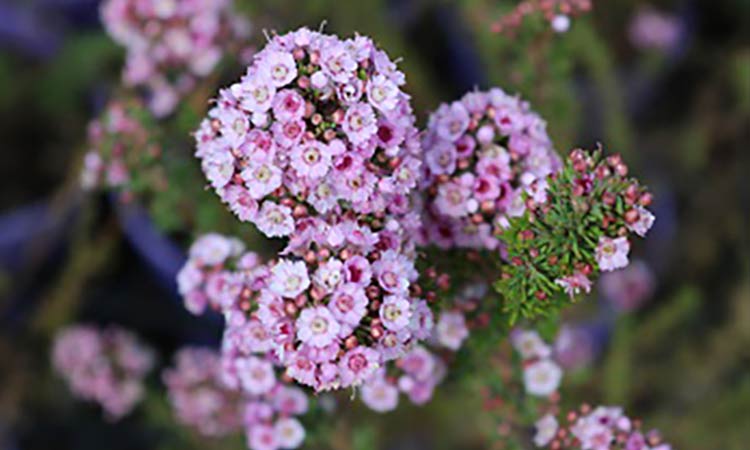 Verticordia plumosa