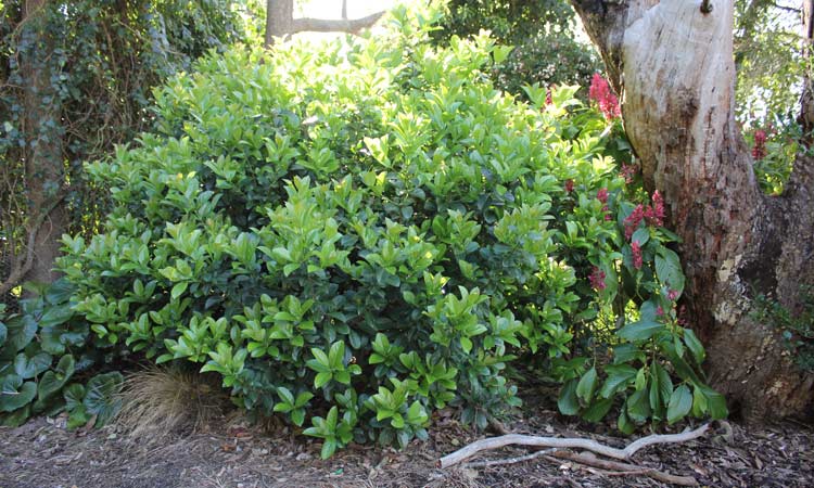Verticordia plumosa