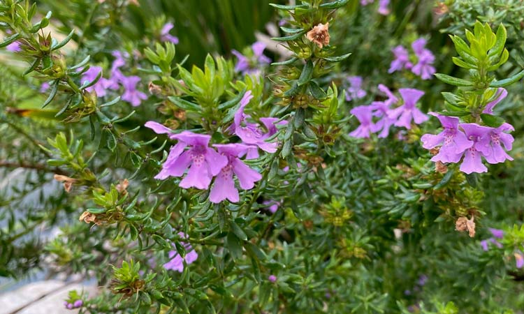 Westringia 'Mighty Bloom'