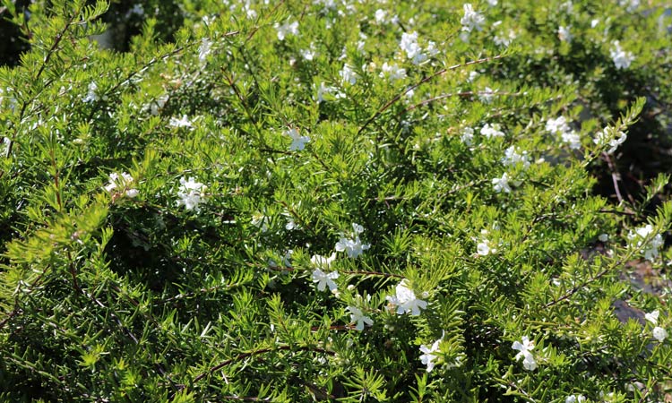 Westringia White Rambler